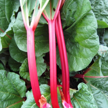 Picture of Rhubarb Crowns Fultons Strawberry Suprise - November 2025 Delivery